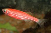 Данио рерио Brachydanio rerio Glo-fish, аквариумная рыбка размер L