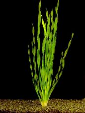Валлиснерия спиральная Vallisneria spiralis, аквариумное растение 1 куст
