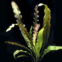 Апоногетон жестколистный Aponogeton rigidifolius, аквариумное растение размер XL