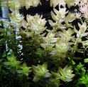 Бакопа каролинская Bacopa caroliniana, аквариумное растение 1 стебель