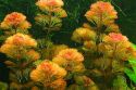 Кабомба красноватая или кабомба фурката Cabomba piauhyensis (Cabomba furcata), аквариумное растение 1 стебель