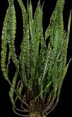 Криптокорина Балансе Cryptocoryne crispatula var. balansae, аквариумное растение 1 куст