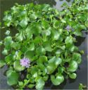 Эйхорния красивейшая или водяной гиацинт Eichhornia crassipes, аквариумное растение 1 куст