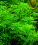 Перистолистник зеленый Мyriophyllum matogrossense Green, аквариумное растение, 1 стебель